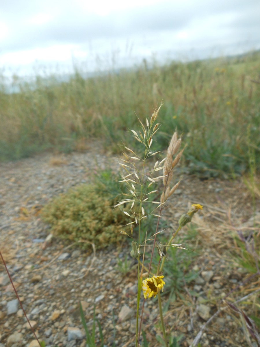 Trisetum flavescens (L.) P. Beauv.